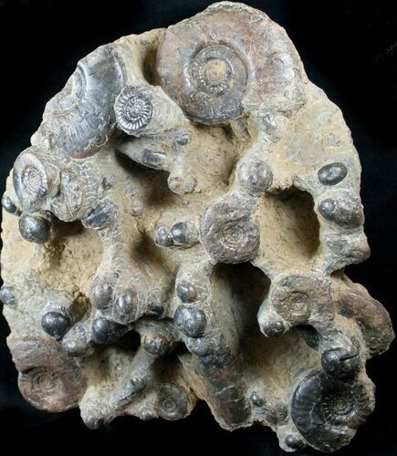 Plate of Devonian Ammonites From Morocco - / #14315